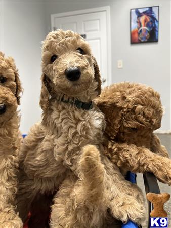 muffinpoodle Picture 1